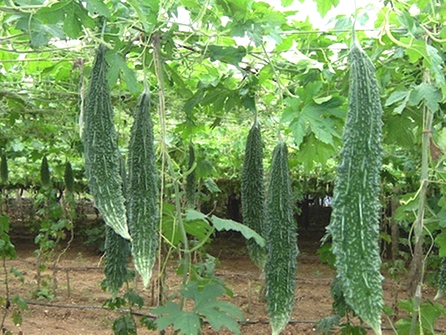 Bitter gourd: Tastes bitter, but a super food for health, says Ayurveda ...